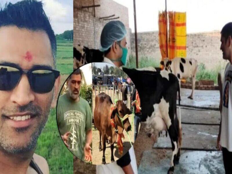 क्रिकेट के बाद अब बिजनेस में भी धमाल मचा रहे महेंद्र सिंह धोनी, रोज़ाना बेच रहे 500 लीटर दूध, इतनी हो रही कमाई