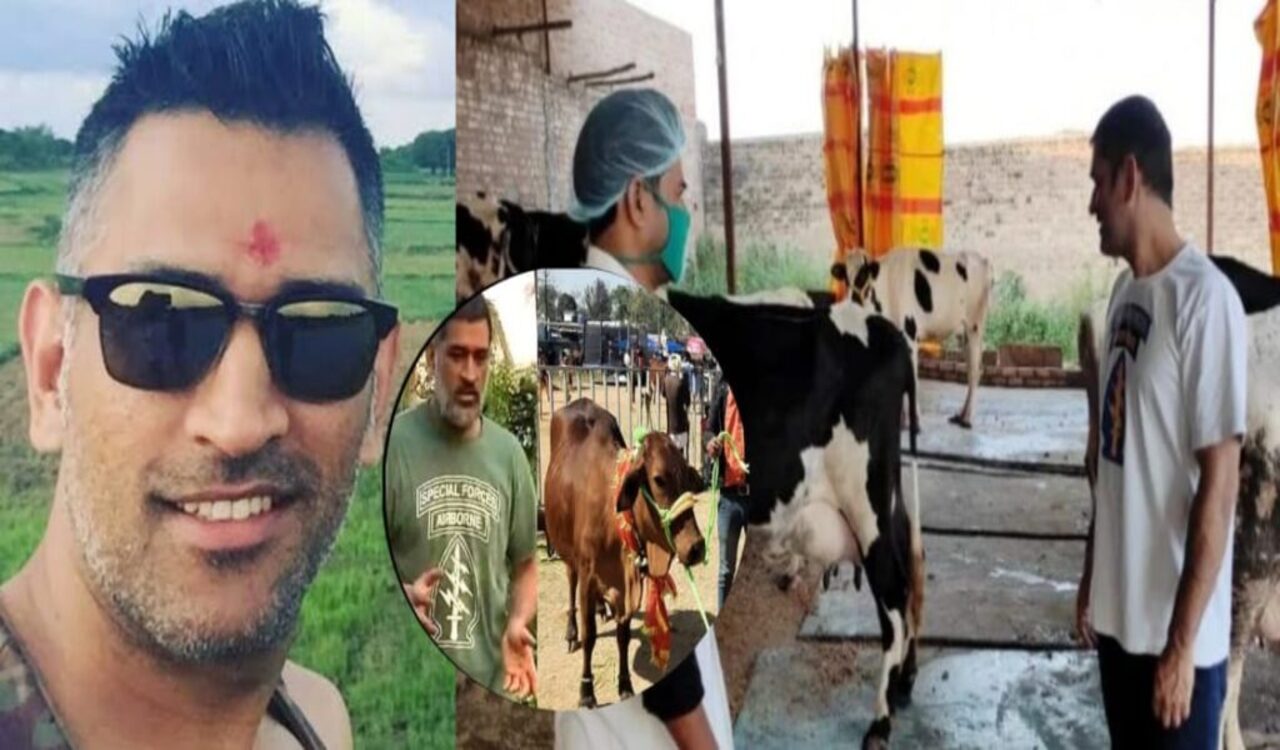 क्रिकेट के बाद अब बिजनेस में भी धमाल मचा रहे महेंद्र सिंह धोनी, रोज़ाना बेच रहे 500 लीटर दूध, इतनी हो रही कमाई