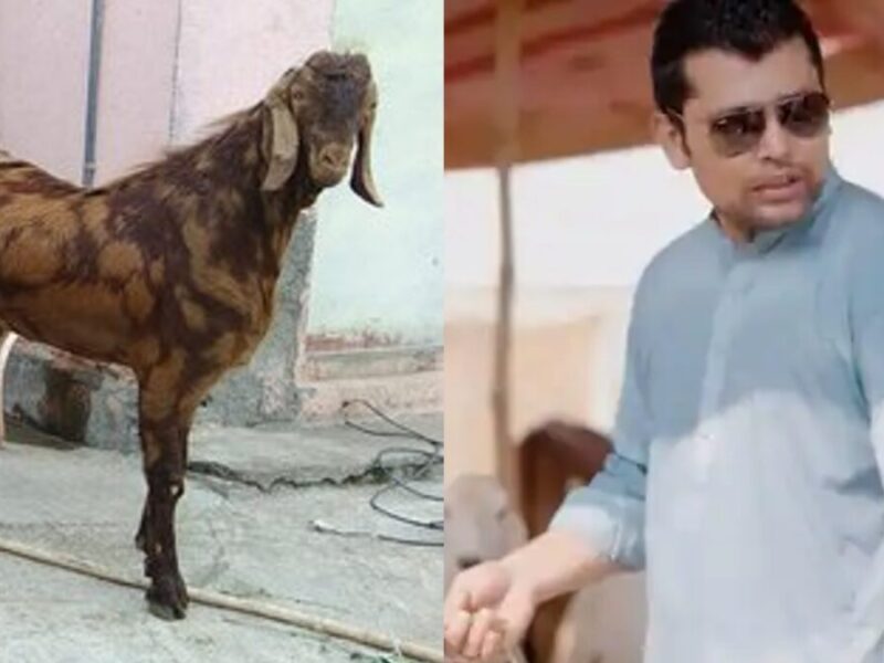 पाकिस्तानी क्रिकेटर Kamran Akmal के घर बकरीद के 2 दिन पहले हुई चोरी,चोर चुरा ले गए कीमती बकरा