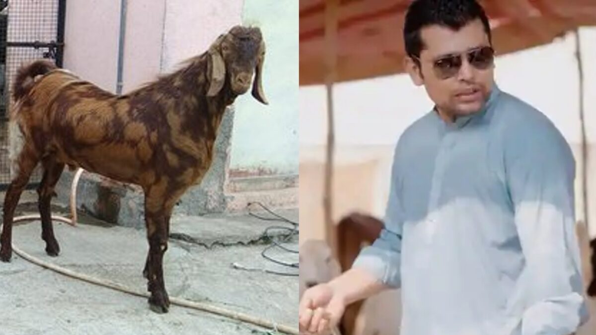 पाकिस्तानी क्रिकेटर Kamran Akmal के घर बकरीद के 2 दिन पहले हुई चोरी,चोर चुरा ले गए कीमती बकरा
