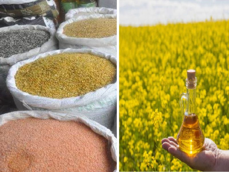 Mustard Oil: आटा ,दाल, चावल ,गेहूं से सस्ता मिल रहा सरसों तेल, कीमत में आइ बंपर गिरावट, जानिए ताजा भाव
