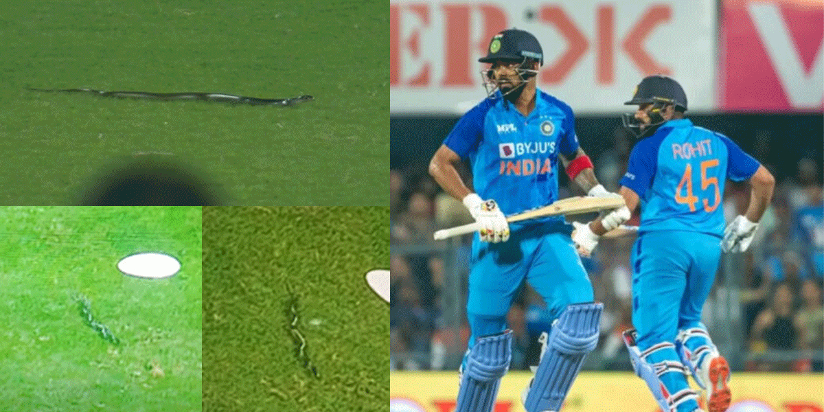 IND vs SA: भारत-साउथ अफ्रीका के बीच LIVE मैच में मैदान पर घुस आया सांप, खिलाड़ियों के उड़े होश! वायरल हो रहा VIDEO